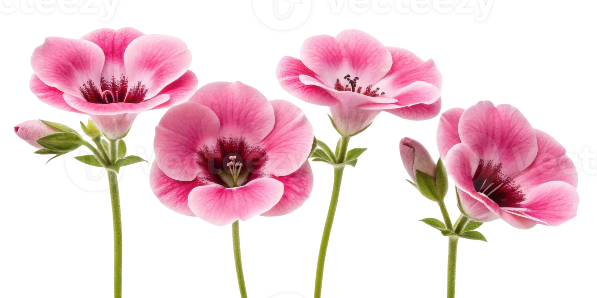 Gloxinia flowers bloom in vibrant pink hues showcasing their delicate petals and lush green stems, creating stunning floral display png