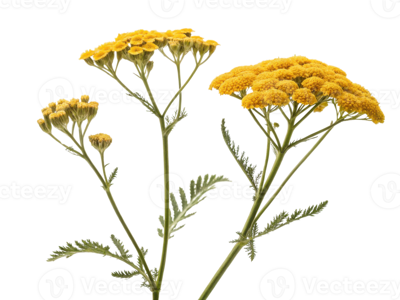 Yarrow flowers bloom vibrantly in yellow, showcasing their delicate petals and lush green leaves, creating stunning natural display png