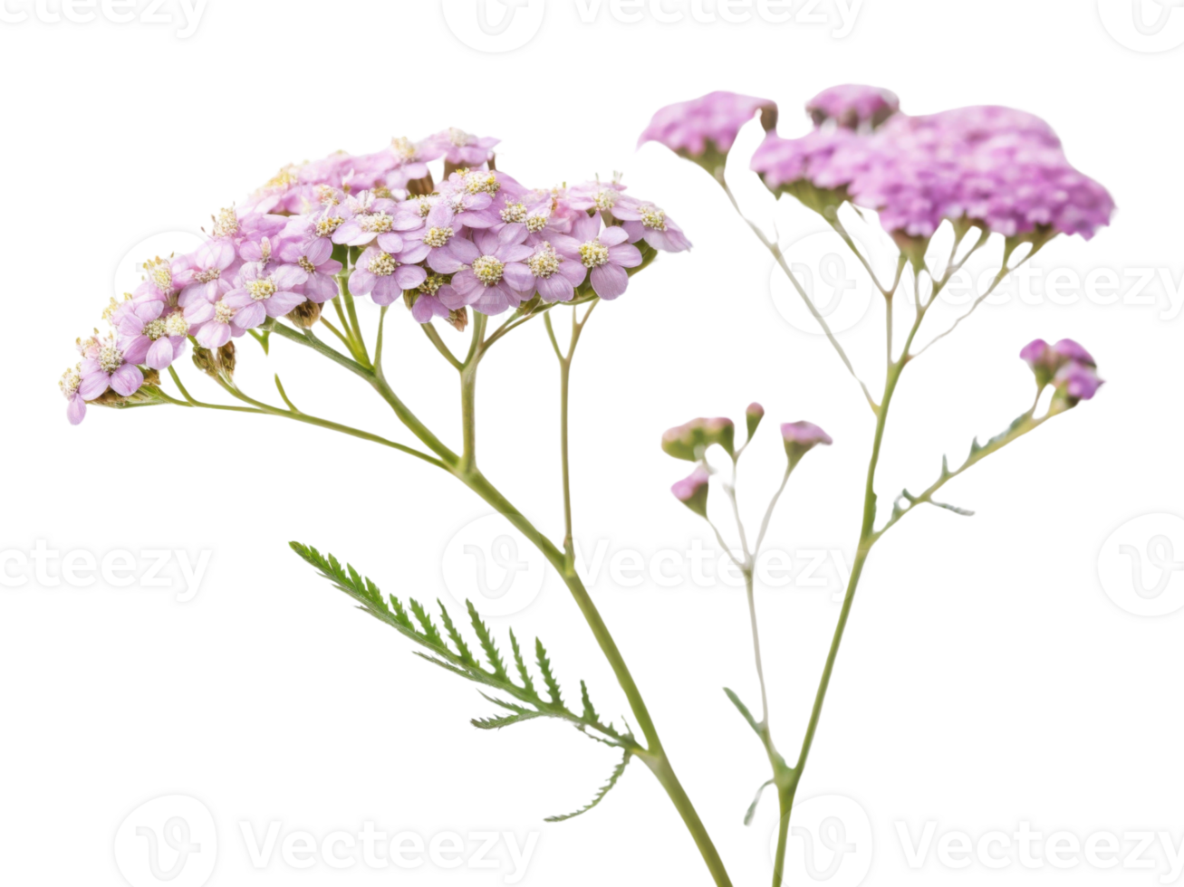 Yarrow flowers bloom gracefully with delicate pink petals and intricate green foliage, creating serene and enchanting display png