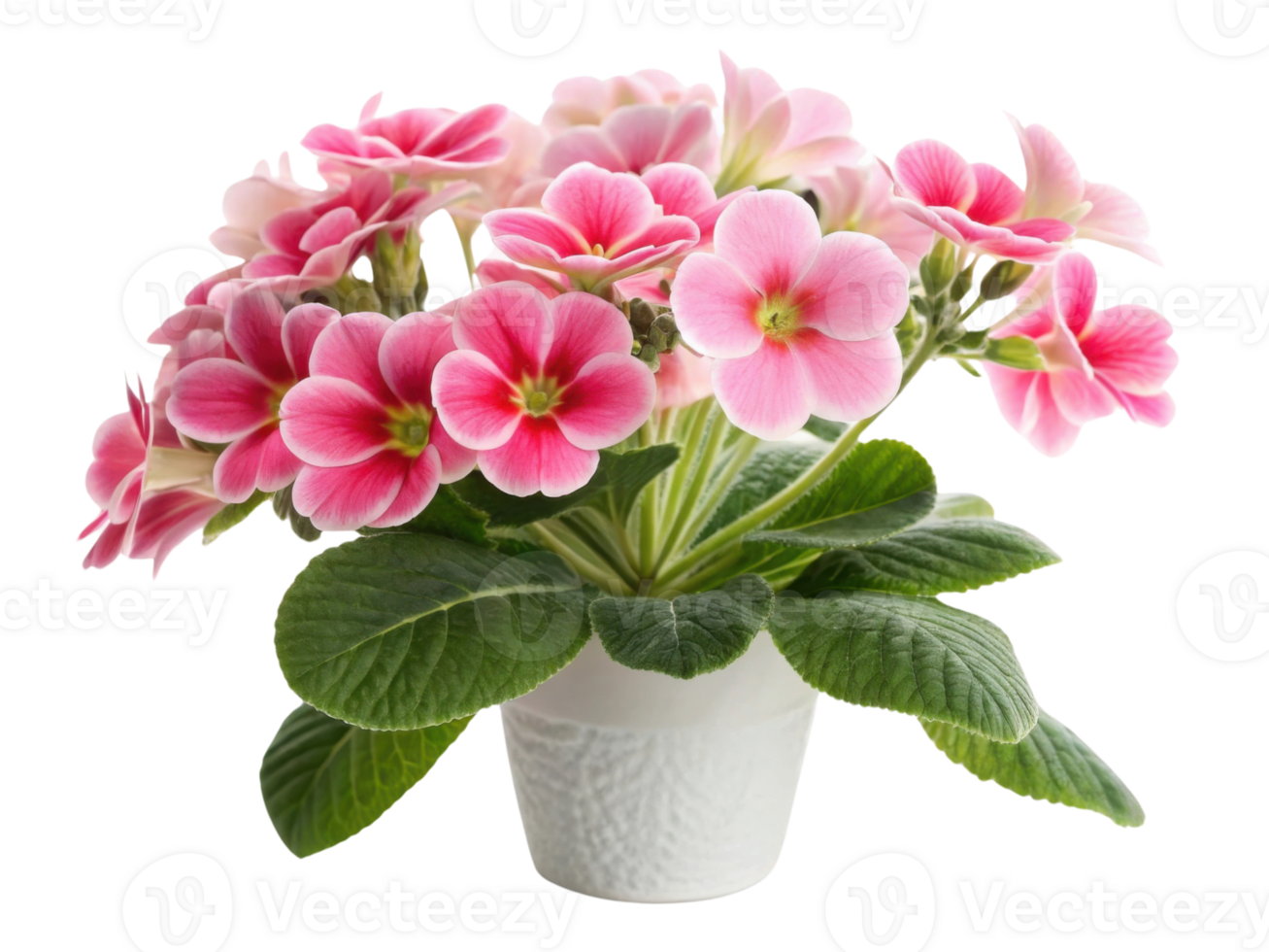 Gloxinia flowers bloom beautifully in pot showcasing vibrant pink petals and lush green leaves, adding charm to any space png