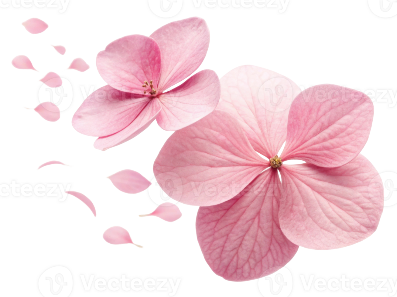 Beautiful hydrangea flowers in soft pink hues gracefully display their delicate petals, evoking sense of tranquility and elegance png