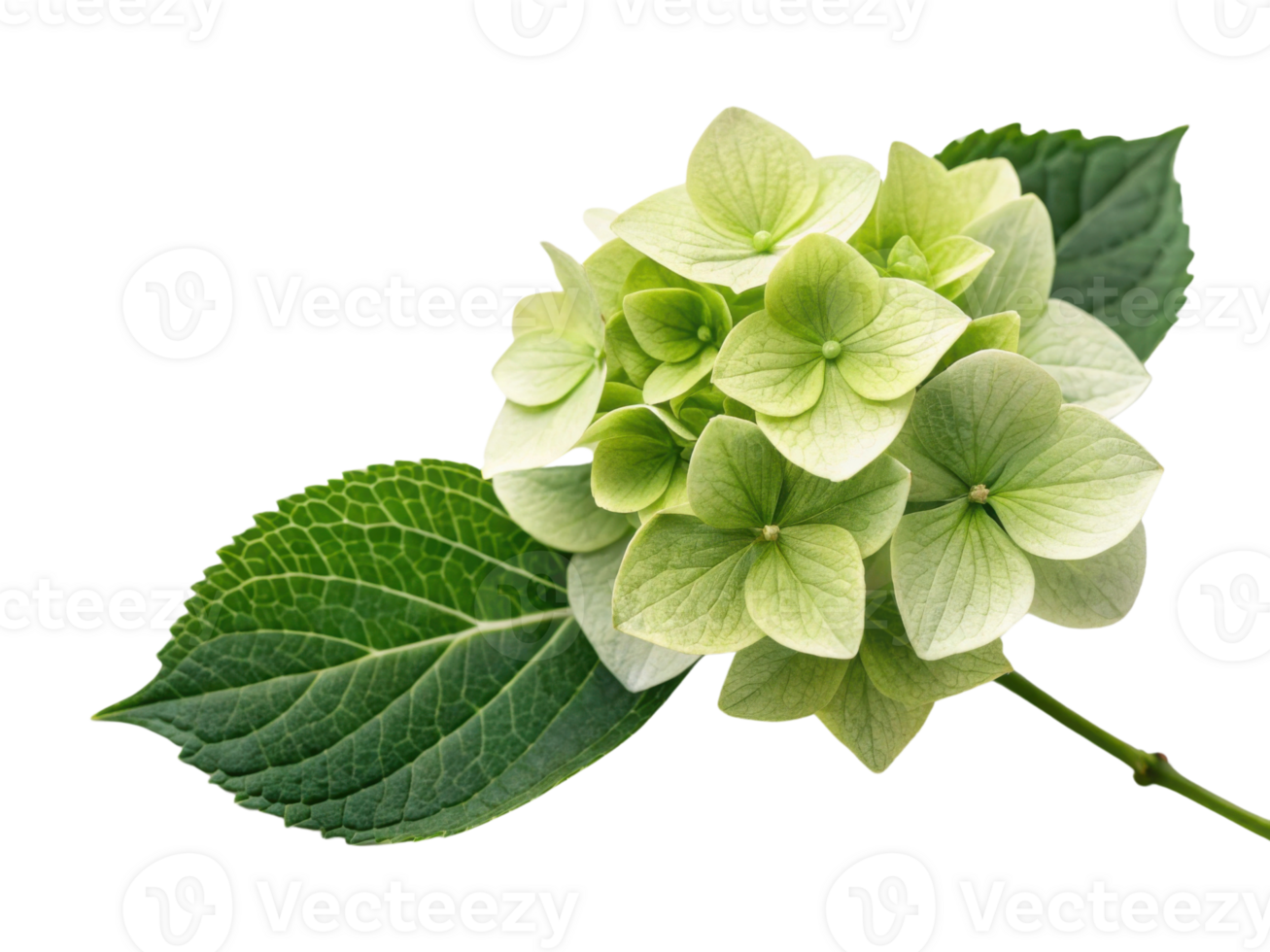 Hydrangea flower blooms gracefully with delicate petals and lush green leaves, creating serene and beautiful natural display png