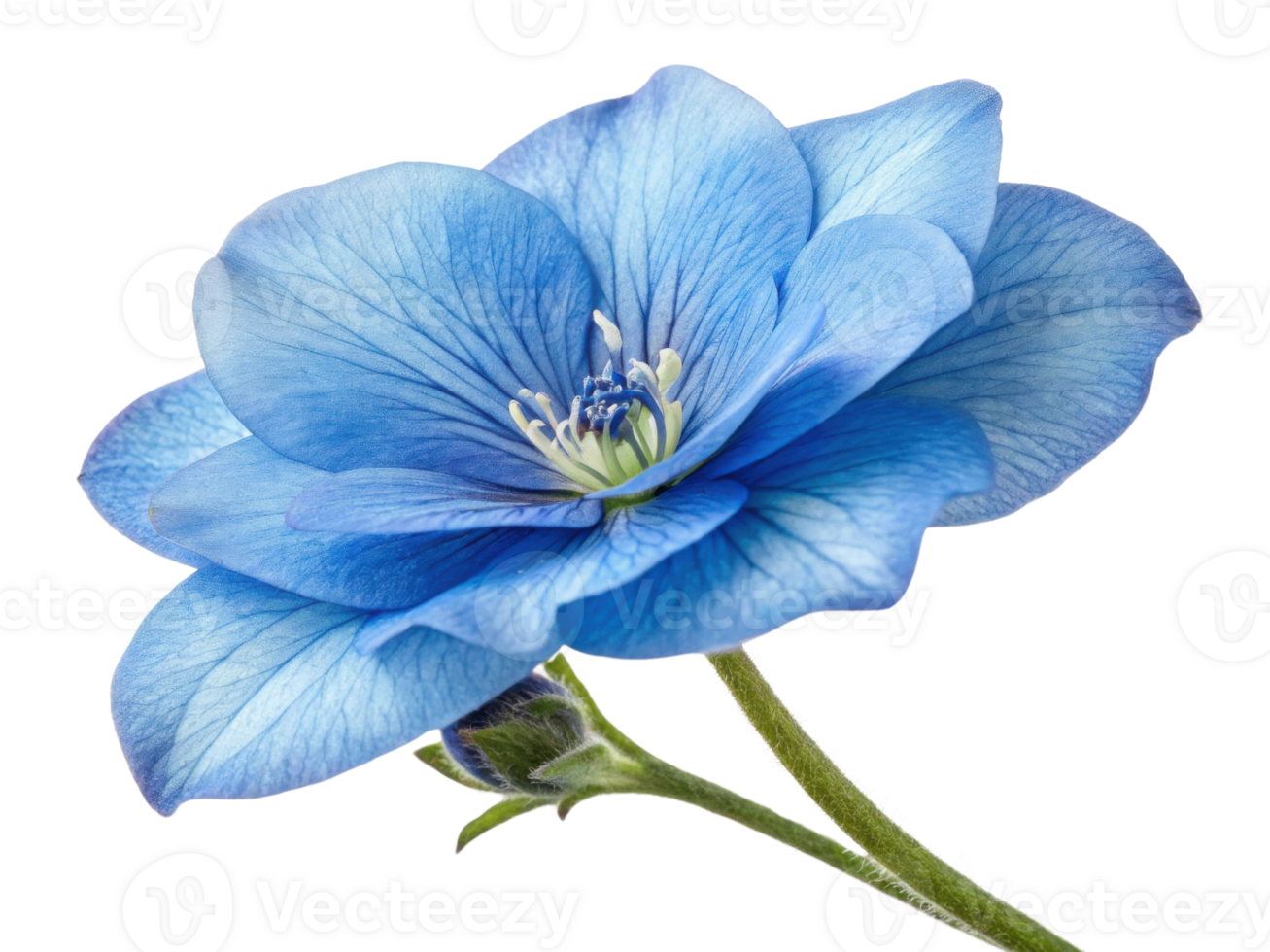 Stunning gloxinia flower showcases delicate blue petals with intricate veining and vibrant center, embodying natural beauty and elegance png