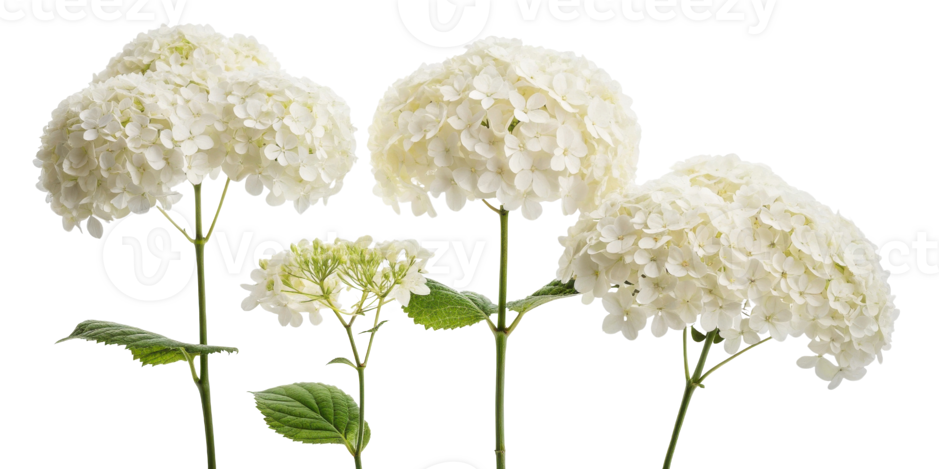 Beautiful hydrangea flowers bloom gracefully, showcasing their delicate petals and vibrant green leaves, perfect for any floral arrangement png