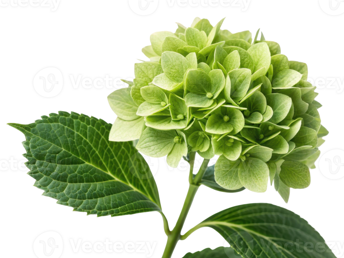Hydrangea flower blooms in vibrant green hues showcasing its delicate petals and lush leaves, creating serene and refreshing atmosphere png