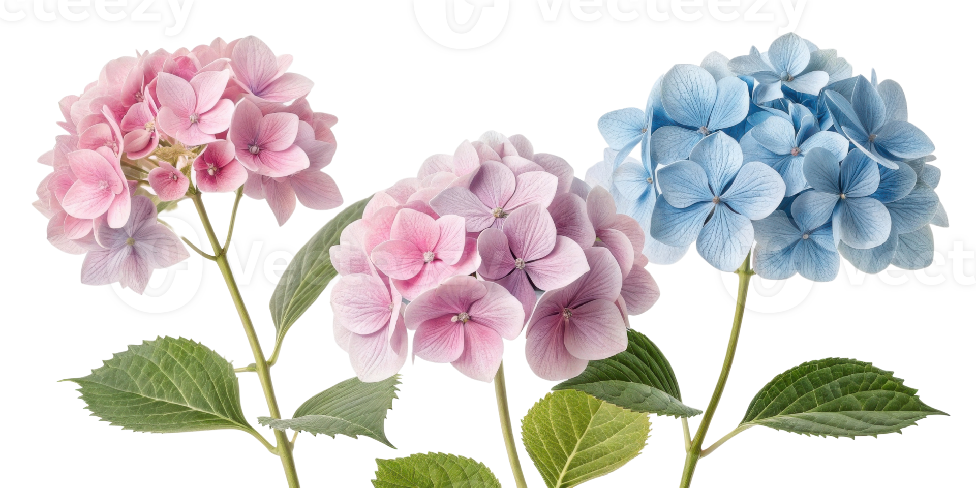 Beautiful hydrangea flowers in shades of pink and blue create stunning floral display that brightens any garden or home png