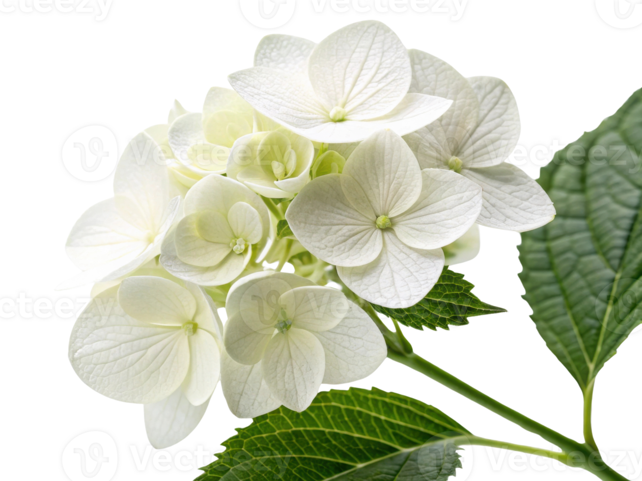 Beautiful hydrangea flower blooms with delicate white petals and lush green leaves, creating serene and elegant display png