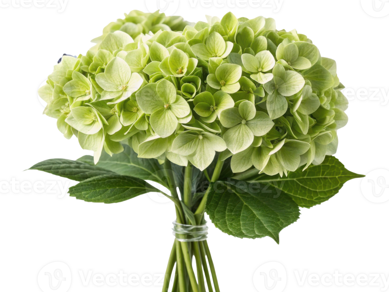 Beautiful bouquet of hydrangea flowers showcases delicate green petals and lush leaves, perfect for adding elegance to any setting png