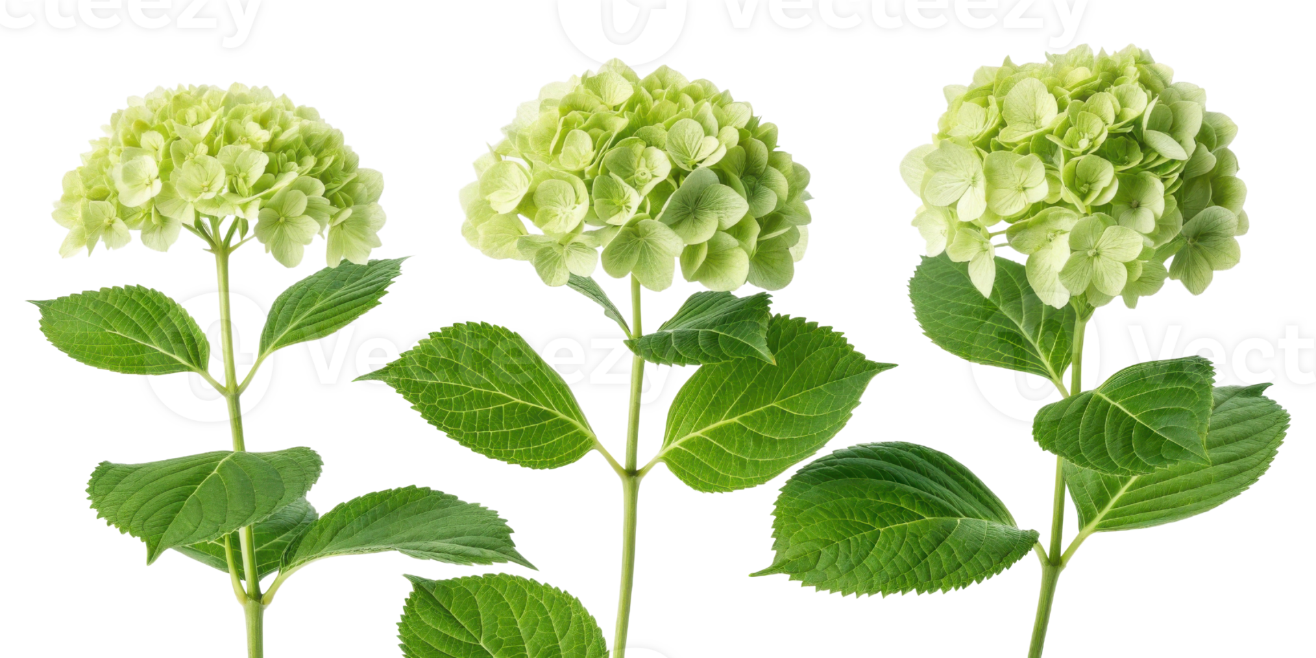 Hydrangea flower blooms showcase vibrant green hues and lush leaves, creating stunning natural display that brings joy to any garden png