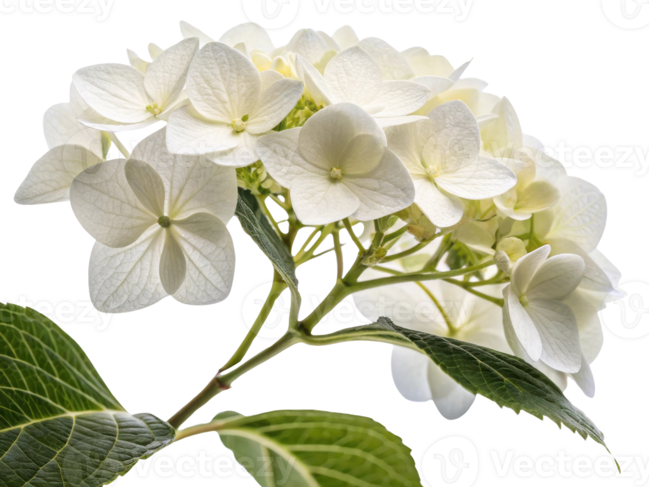 Beautiful hydrangea flower blooms gracefully, showcasing delicate petals and vibrant green leaves that enhance its natural charm png