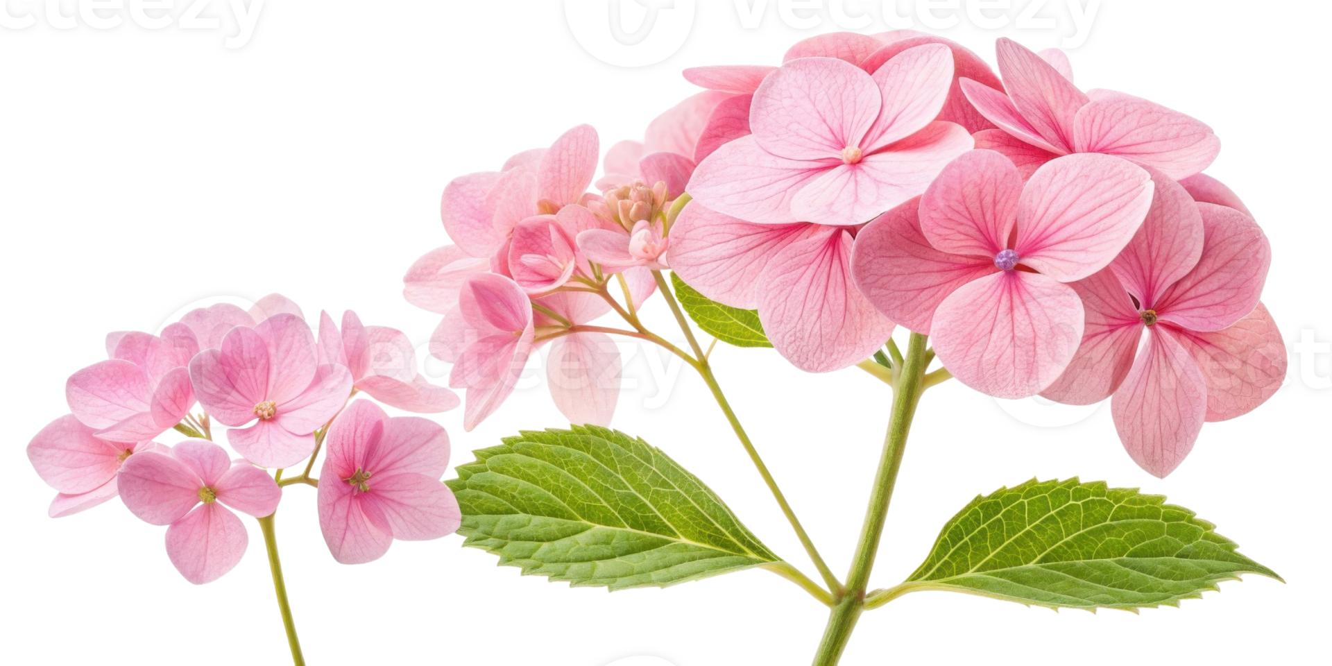 Beautiful hydrangea flowers bloom in soft pink hues, showcasing their delicate petals and lush green leaves, creating serene and joyful atmosphere png