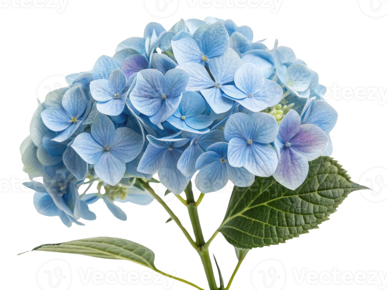 Beautiful hydrangea flower blooms in soft blue hues, showcasing delicate petals and lush green leaves, perfect for any garden or arrangement png