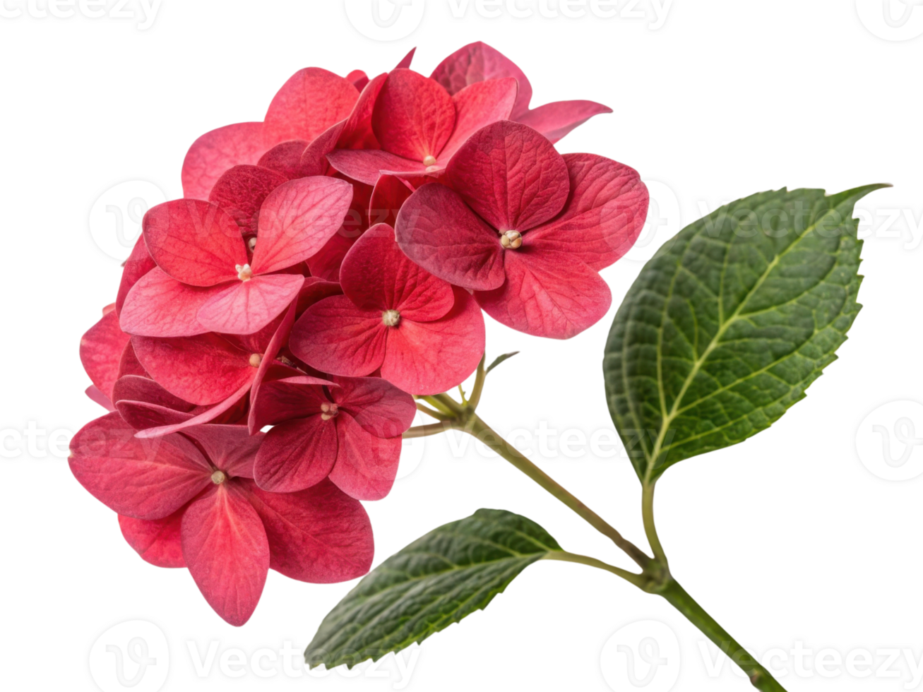 Vibrant hydrangea flower showcases stunning red petals and lush green leaves, creating beautiful and lively display in any garden png