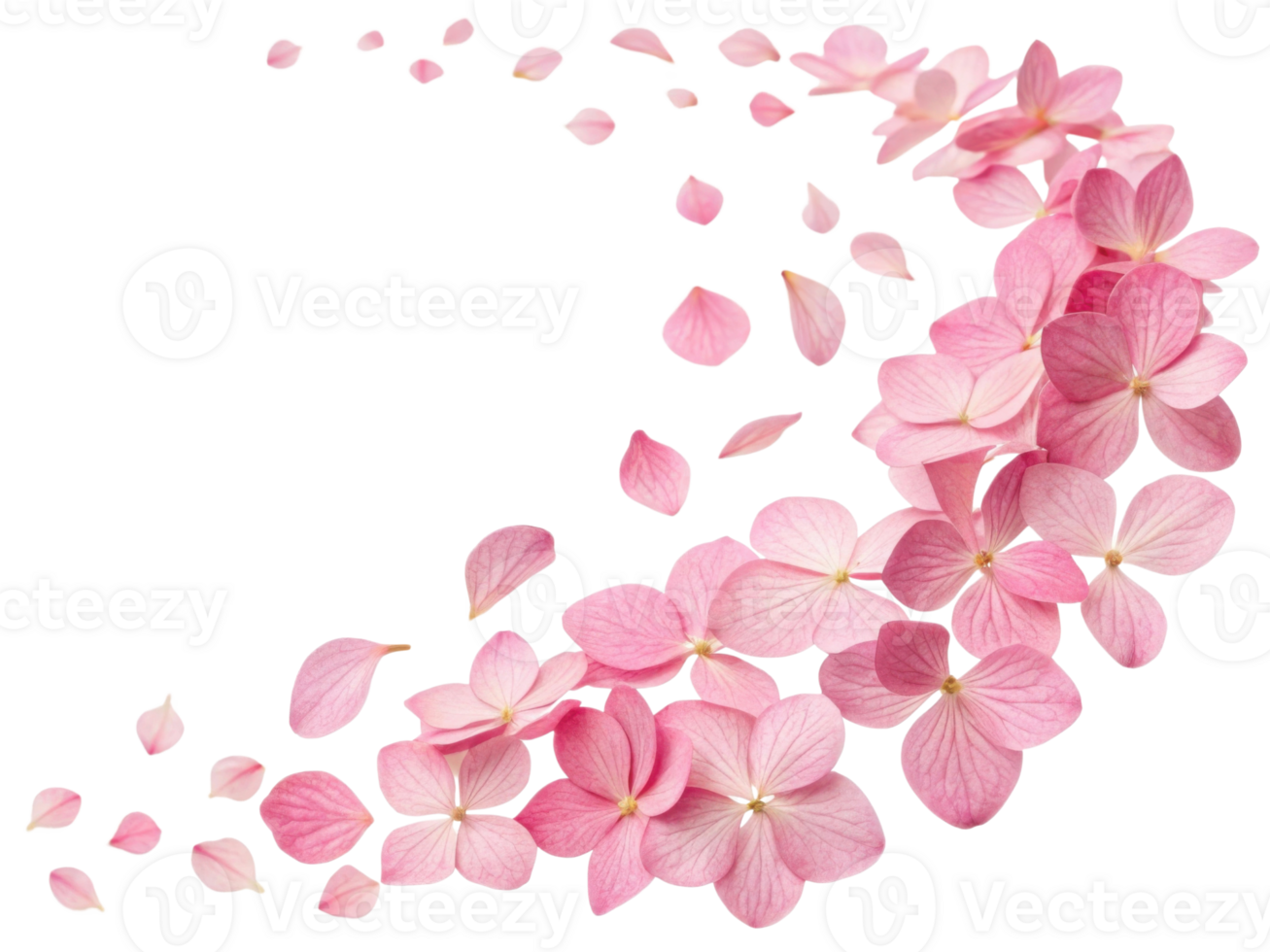 Beautiful hydrangea flowers create delicate cascade of pink petals that evoke sense of tranquility and grace png