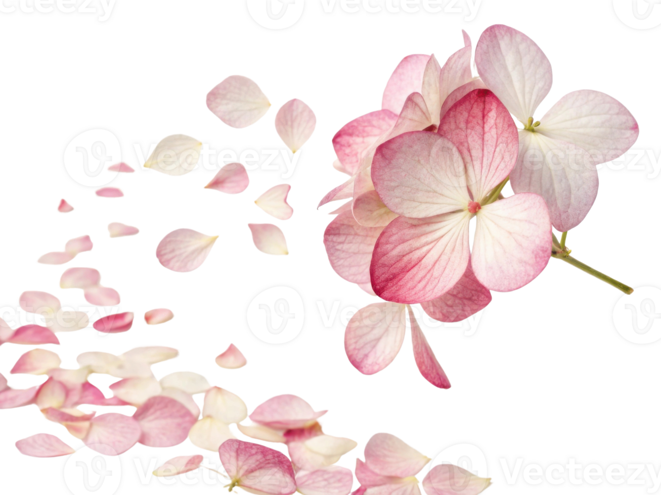 Beautiful hydrangea flowers in soft pink hues create delicate scene as petals gently fall, evoking sense of tranquility and grace png