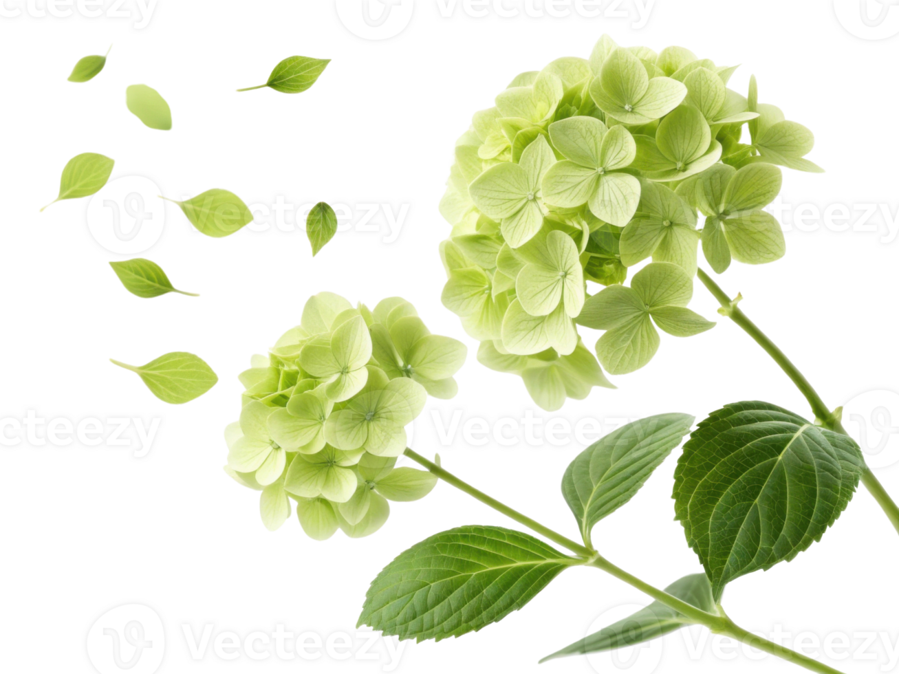 Beautiful hydrangea flowers bloom gracefully, showcasing their delicate petals and vibrant green leaves, creating serene atmosphere png