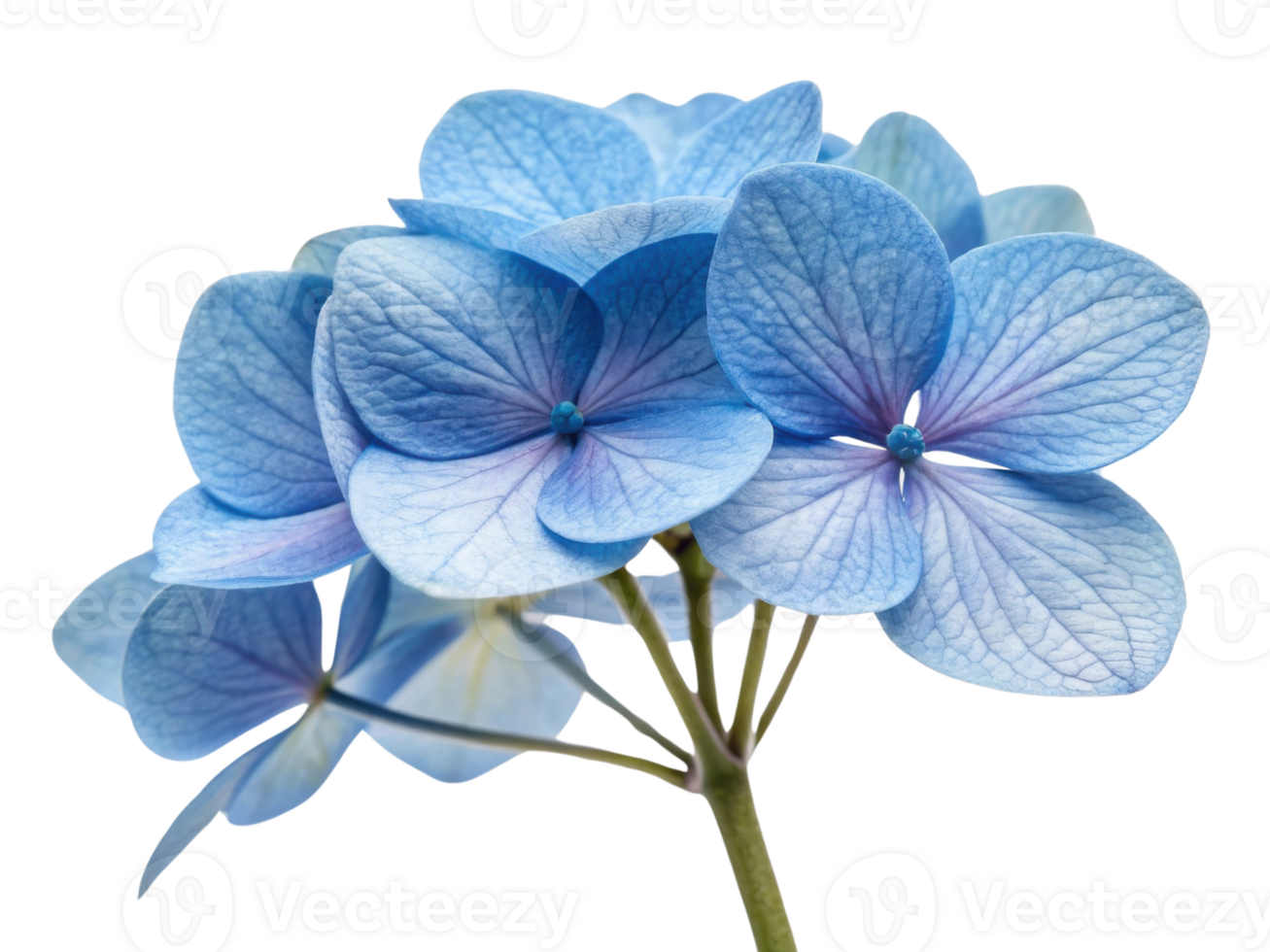 Beautiful hydrangea flowers bloom in soft blue hues, showcasing delicate petals that create serene and calming atmosphere png