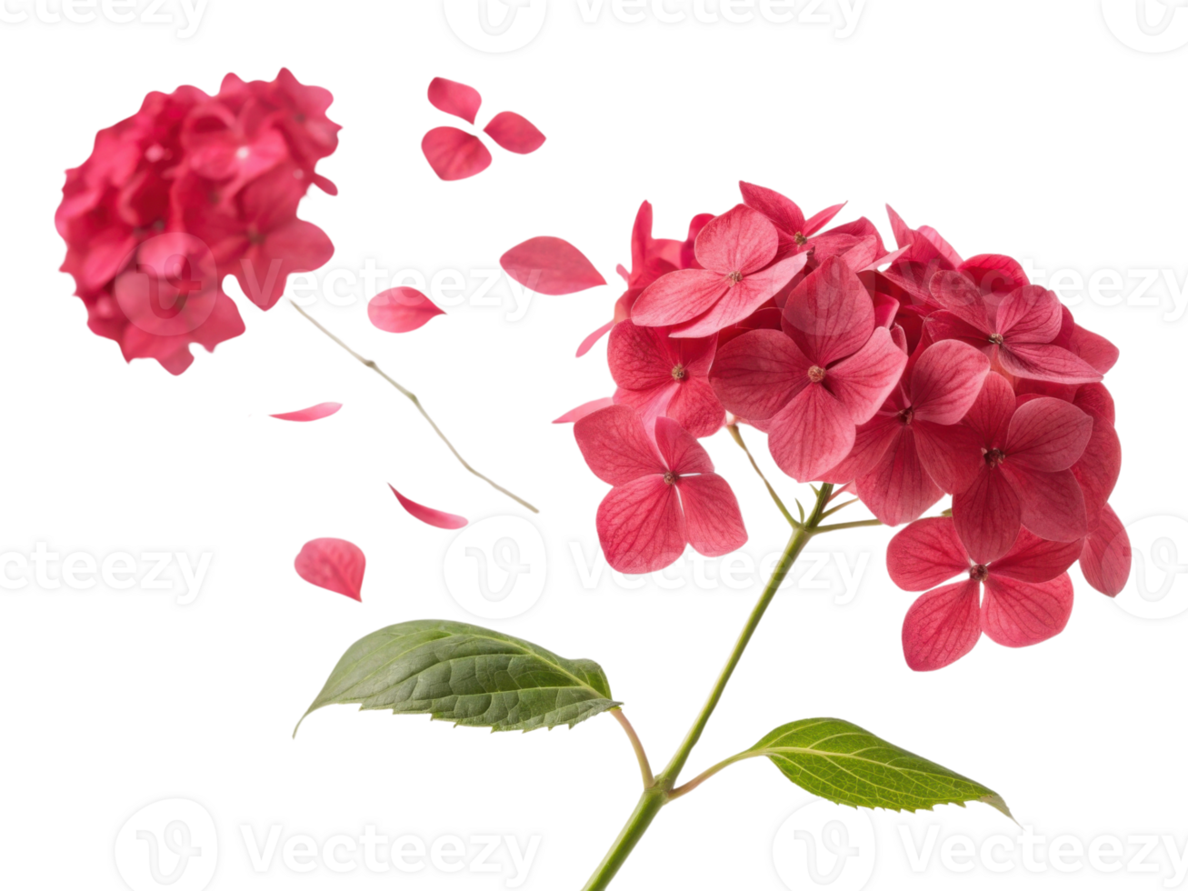 Vibrant hydrangea flower showcases its stunning pink petals, capturing beauty of nature in full bloom png