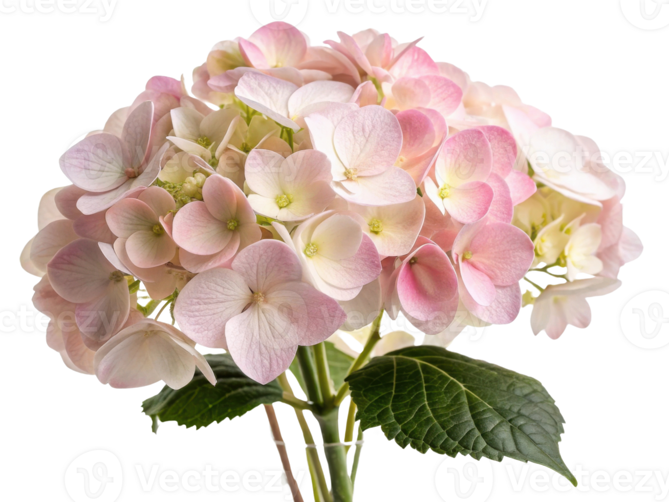 Beautiful hydrangea flowers in soft pink hues create stunning floral arrangement that brightens any space with elegance and charm png