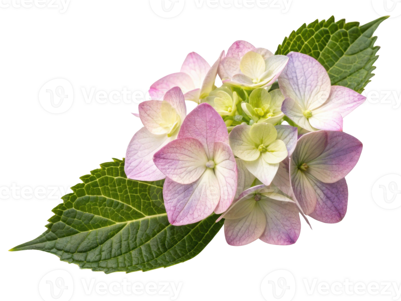 Beautiful hydrangea flower blooms showcase delicate petals in soft pink and white hues, surrounded by lush green leaves png