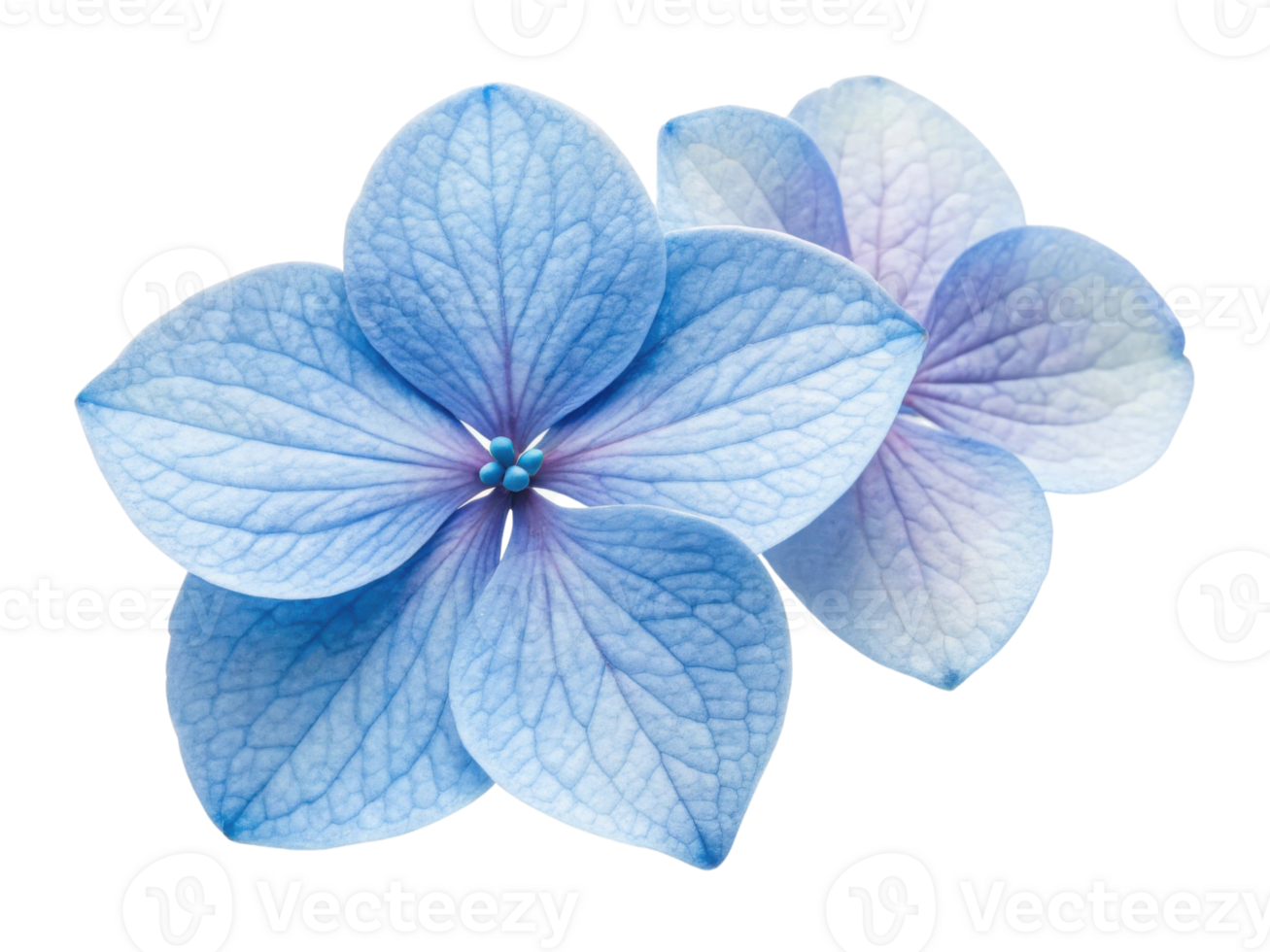 Beautiful hydrangea flowers bloom in soft blue hues, showcasing delicate petals that evoke sense of tranquility and elegance png