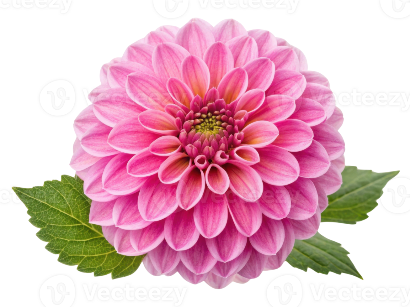 Dahlia flower with vibrant pink petals and green leaves showcases natural beauty and elegance in stunning display of color and form png