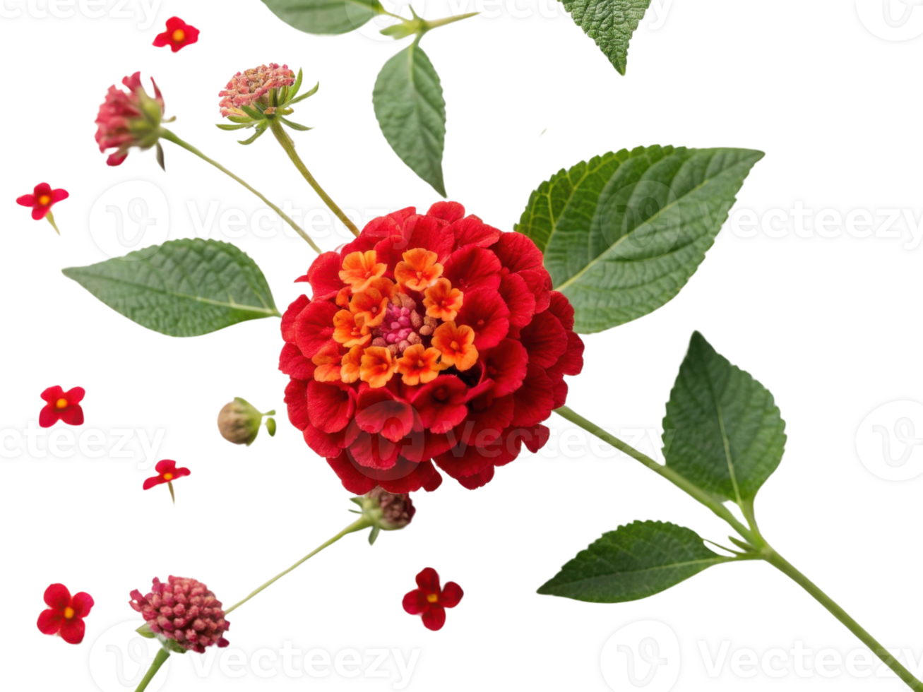 Lantana flowers bloom vibrantly with red petals and orange centers creating stunning display of nature beauty png