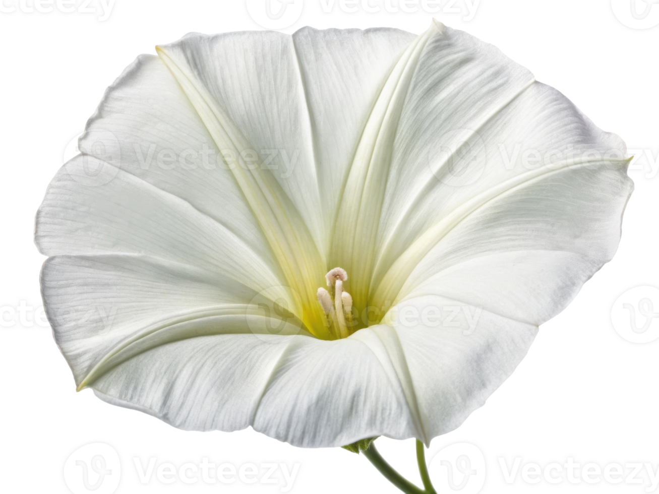 Beautiful morning glory flower blooms with delicate white petals showcasing intricate details and soft yellow center, radiating tranquility png
