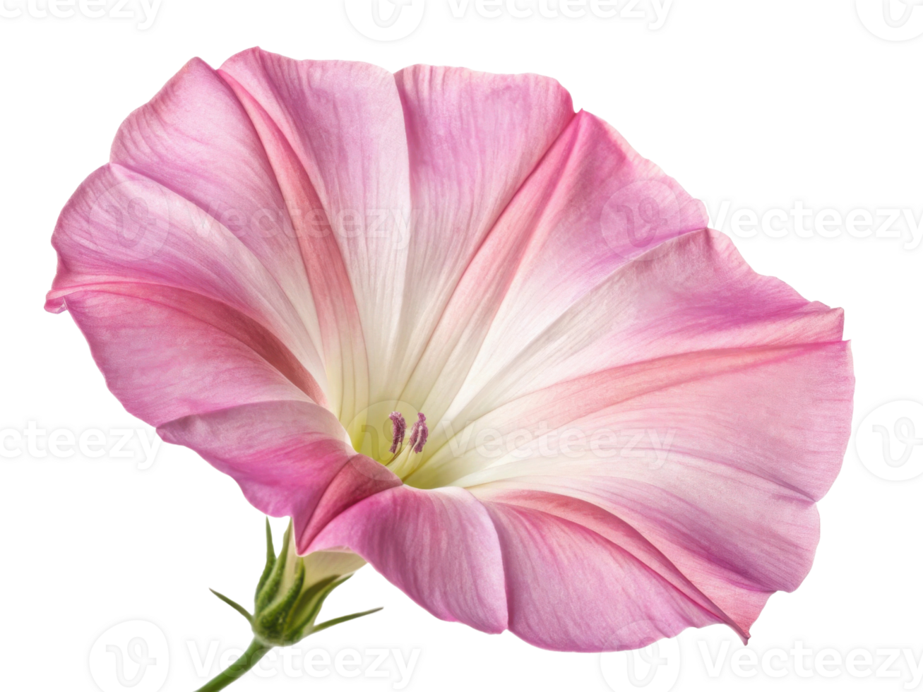 In morning light, glory of flower blooms with delicate pink petals showcasing nature beauty and elegance png