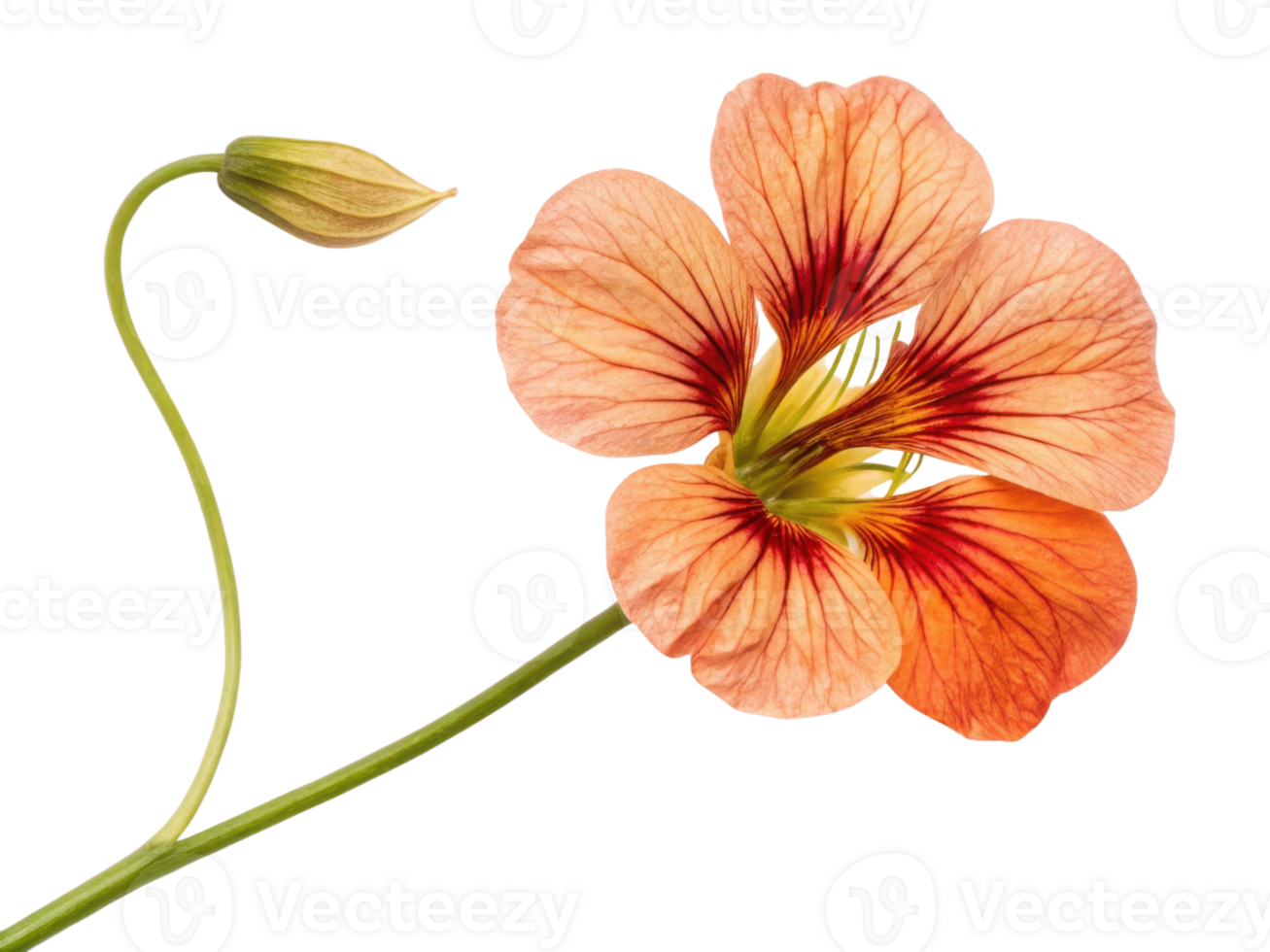 Beautiful nasturtium flower showcases delicate petals in shades of orange and yellow, adding vibrant touch to any garden or floral arrangement png