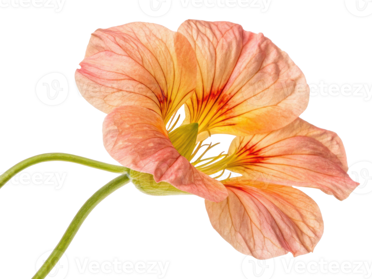 Beautiful nasturtium flower showcases delicate petals in soft peach and yellow hues, radiating elegance and charm png