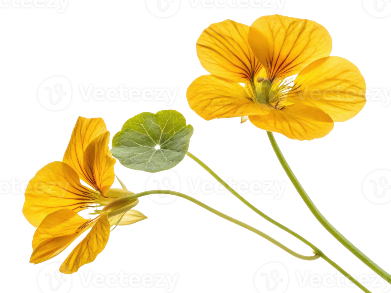 Nasturtium flowers bloom vibrantly with their bright yellow petals and lush green leaves creating cheerful and lively atmosphere png