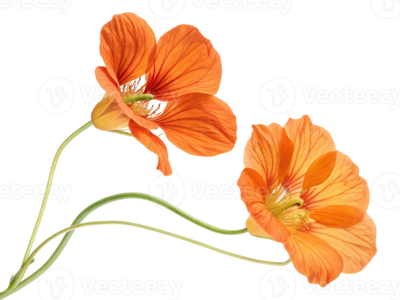 Vibrant nasturtium flower showcases stunning orange petals that bring joy and beauty to any garden or floral arrangement png