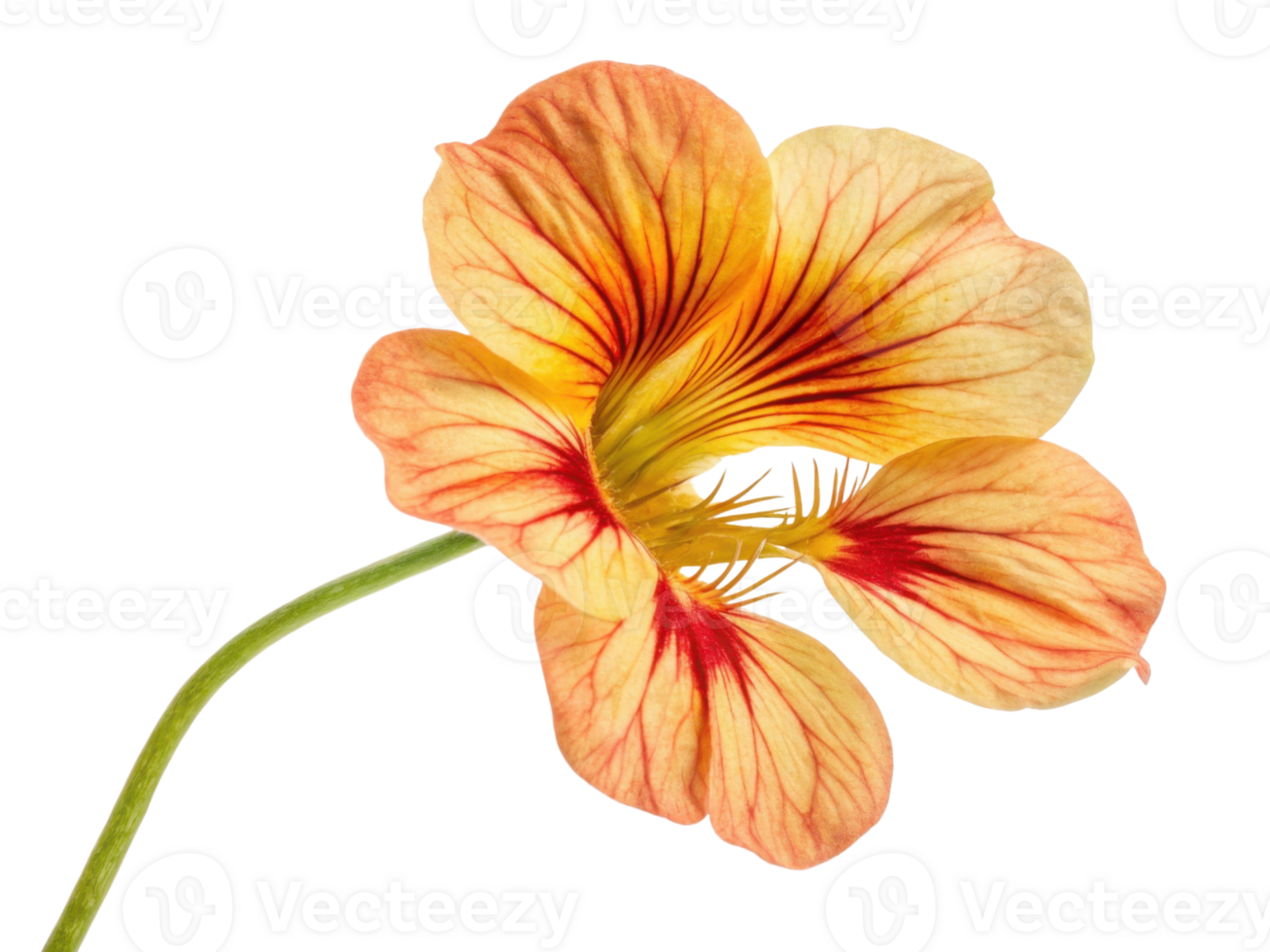 Beautiful nasturtium flower showcases vibrant colors and intricate patterns, adding charm to any garden or floral arrangement png