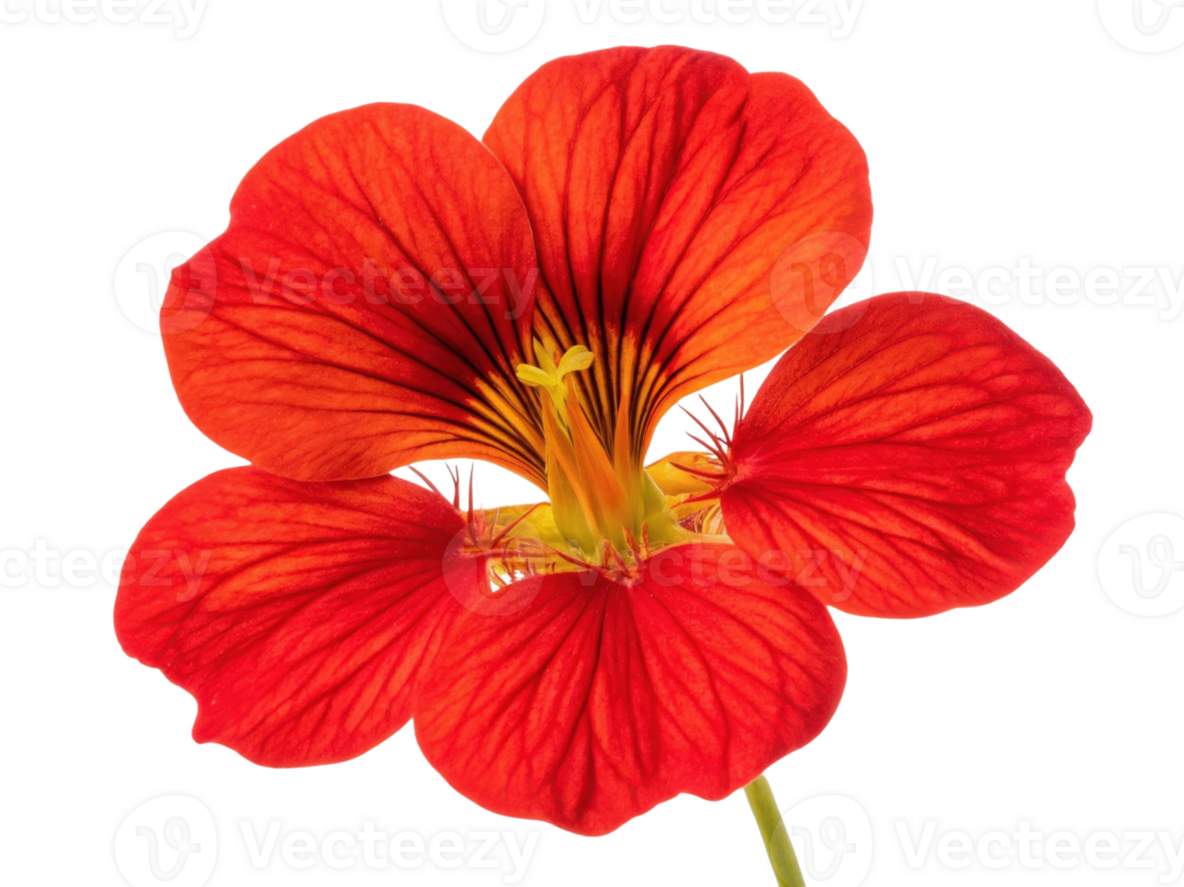 Vibrant nasturtium flower showcases its stunning red petals and intricate details, bringing burst of color to any garden or arrangement png