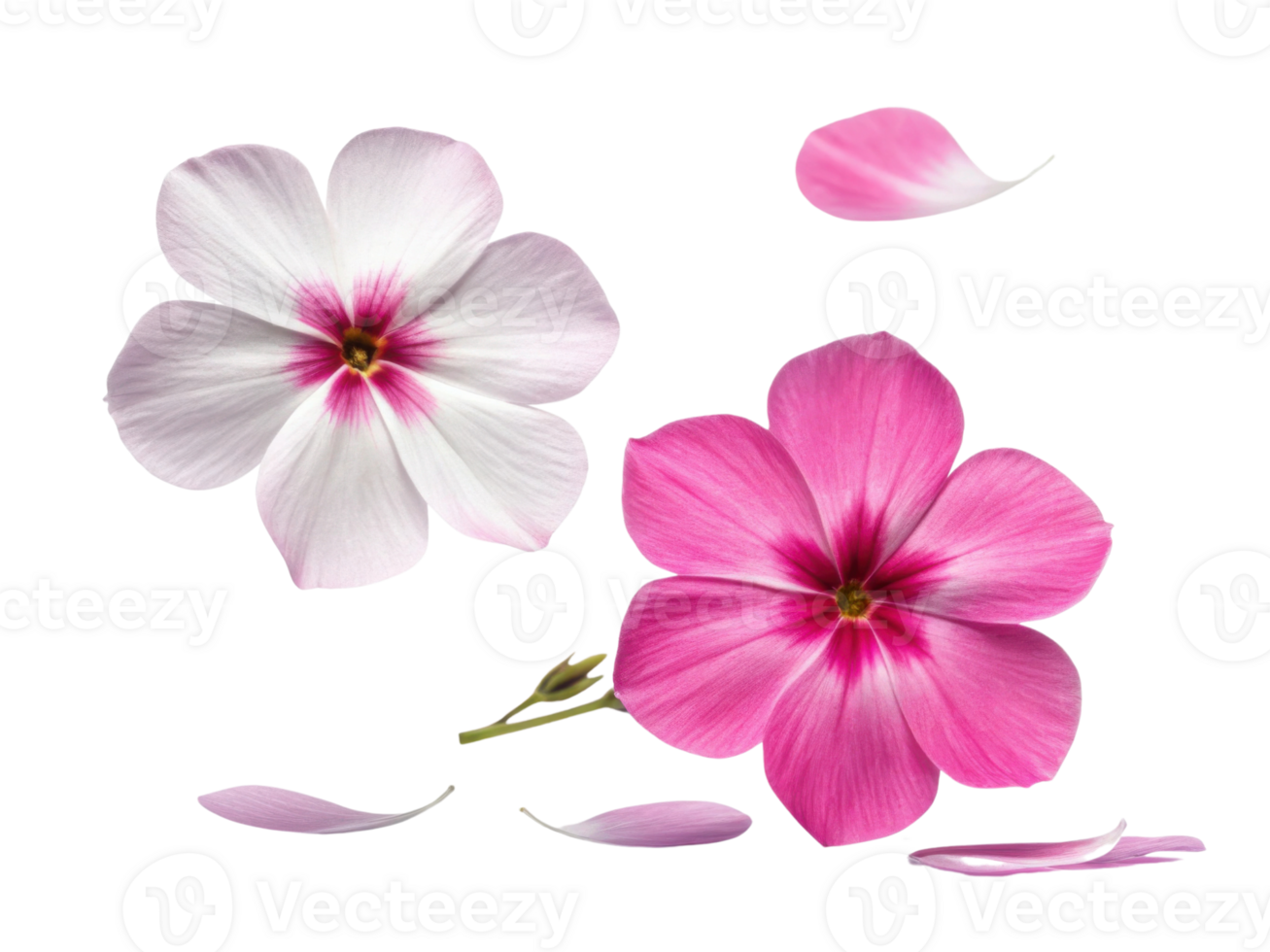 Beautiful phlox flowers in shades of pink and white gracefully float with delicate petals, creating serene and vibrant scene png