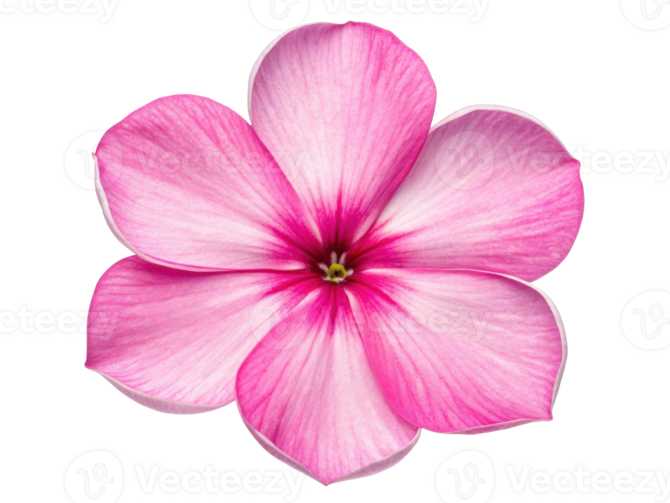 Stunning phlox flower showcases vibrant pink petals with delicate white edges, radiating beauty and charm in any garden setting png