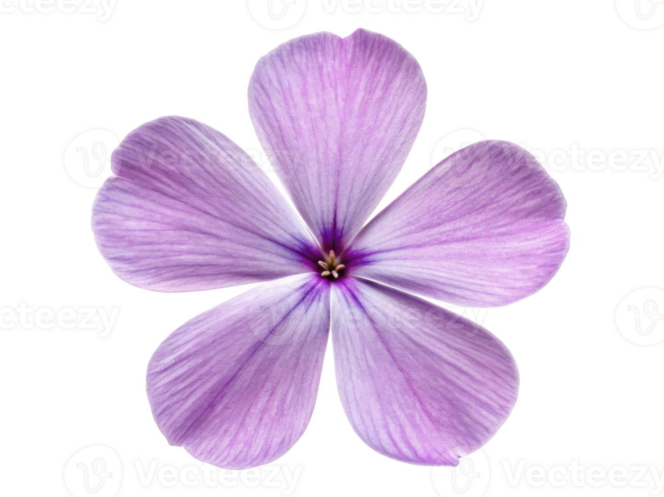 Beautiful phlox flower with delicate purple petals showcases nature elegance and charm, perfect for any garden or floral arrangement png