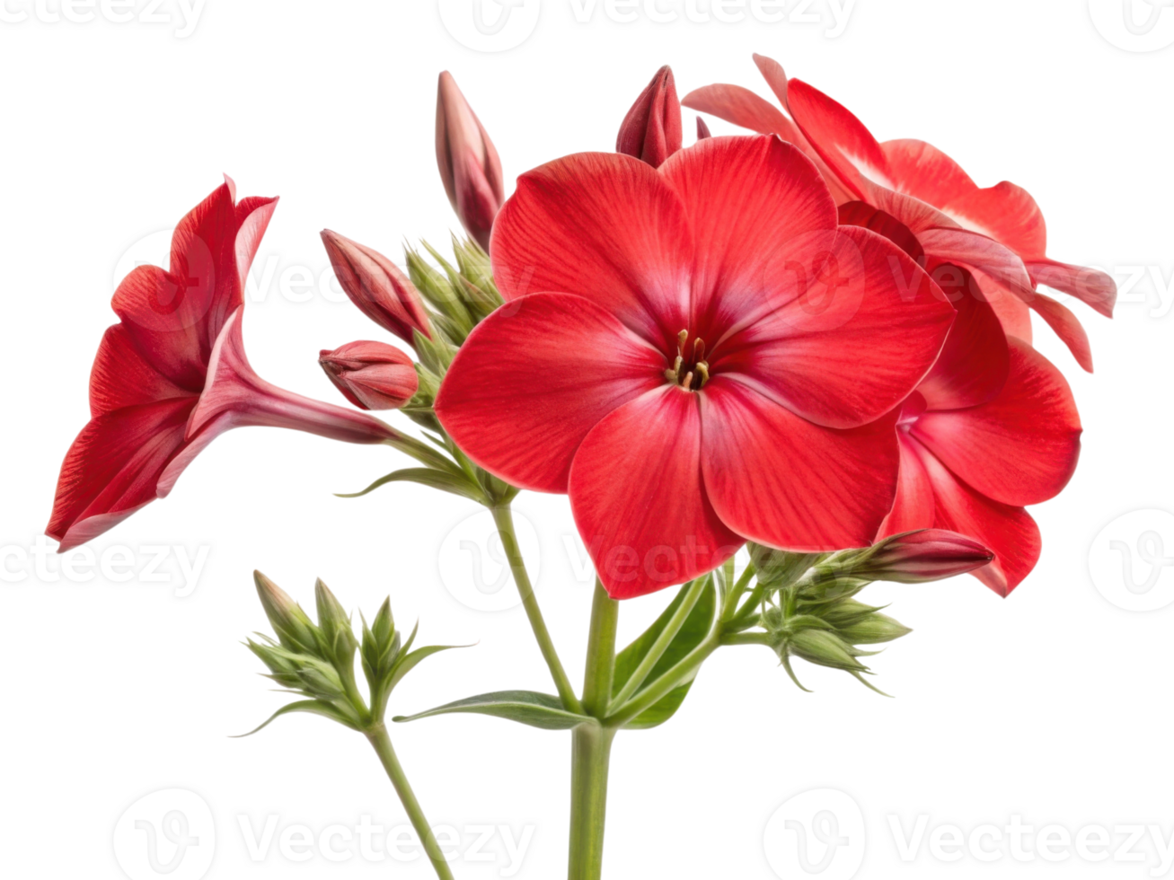 Beautiful phlox flowers bloom vibrantly in red showcasing their delicate petals and lush green foliage png