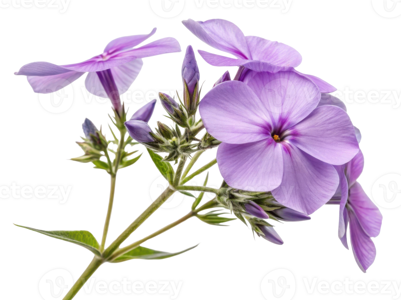 Beautiful phlox flowers bloom in soft lavender hues, showcasing delicate petals and vibrant green foliage that enhance any garden png