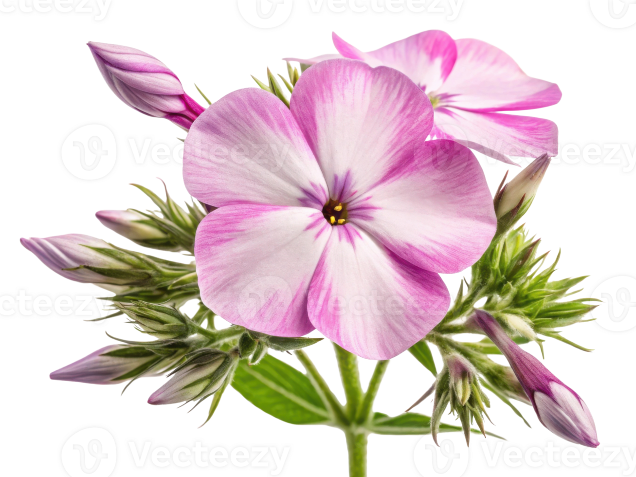 Beautiful phlox flowers bloom with delicate pink and white petals, showcasing nature artistry and vibrant colors png