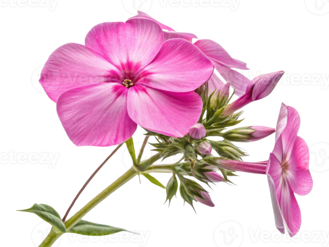 Vibrant phlox flower showcases its stunning pink petals and delicate buds, adding beauty to any garden or floral arrangement png