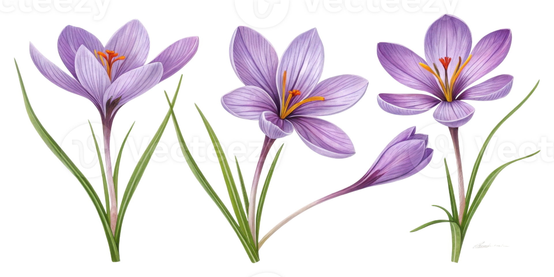 Saffron flowers bloom beautifully with vibrant purple petals and delicate green leaves, showcasing nature elegance and charm png