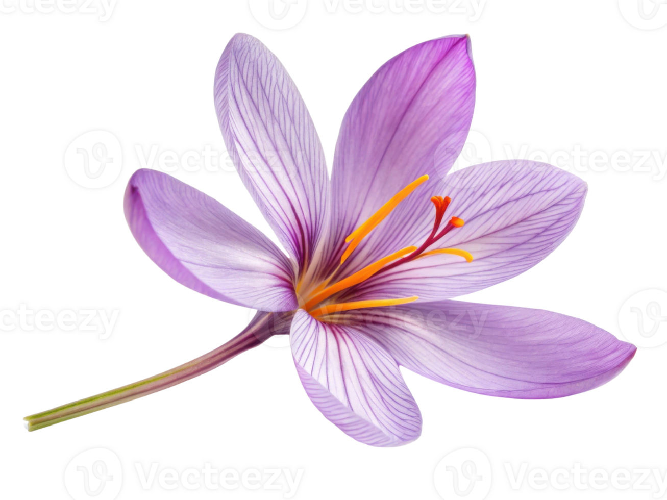 Saffron flower blooms with vibrant purple petals showcasing delicate beauty and intricate details that captivate senses png
