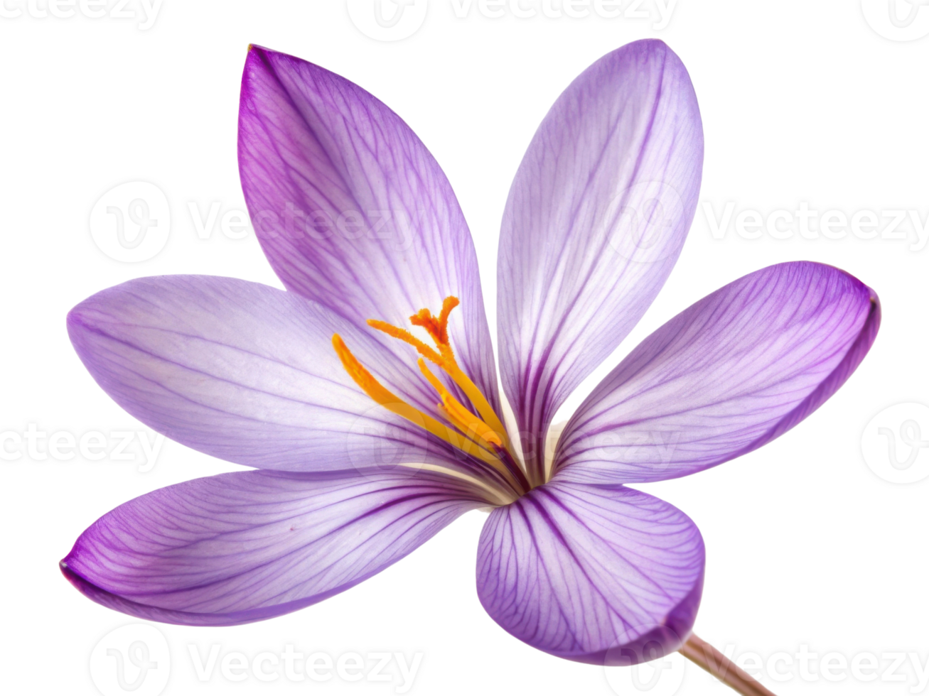 Beautiful saffron flower with delicate purple petals showcases nature elegance and vibrant colors, captivating all who see it png