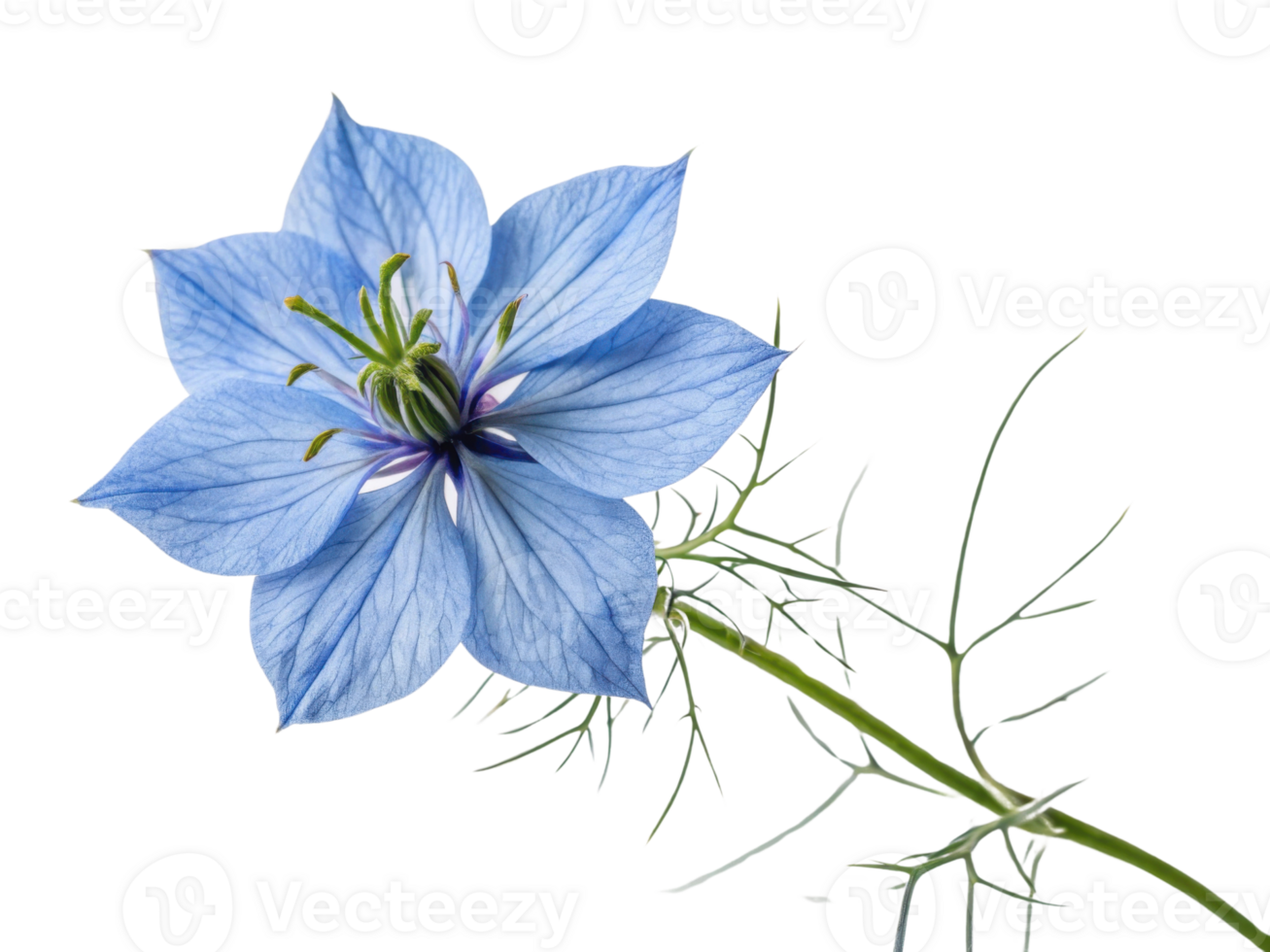 Stunning salvia flower showcases delicate blue petals and intricate green foliage, creating captivating natural beauty png