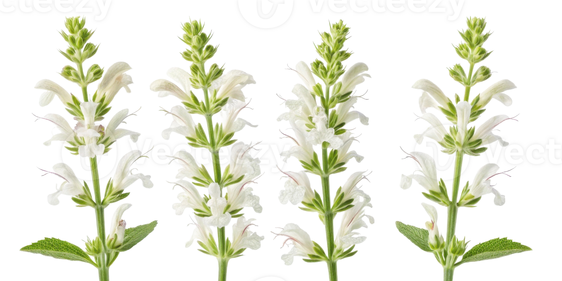 Salvia flowers bloom gracefully, showcasing their delicate white petals and vibrant green leaves, creating serene and calming atmosphere png