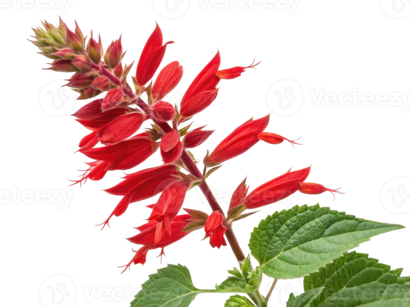 Vibrant salvia flower showcases its striking red petals and lush green leaves, creating stunning visual appeal in any garden png