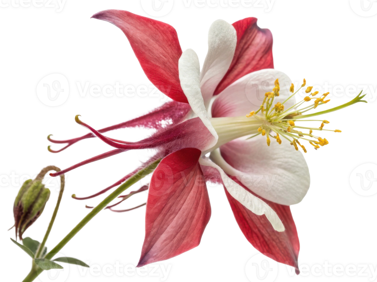 Beautiful salvia flower blooms with vibrant colors showcasing nature artistry and elegance in stunning display of petals and stamen png
