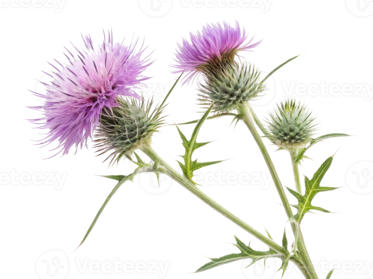 Thistle flowers bloom vibrantly with purple petals and spiky green leaves creating striking natural beauty in any garden png